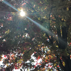 light_yogi