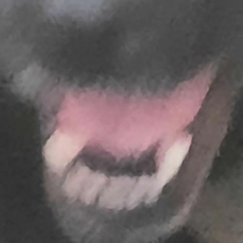 Stream Lil Mace music Listen to songs, albums, playlists for free on