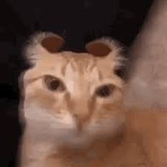 Anbuuu