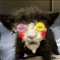 spamton cat