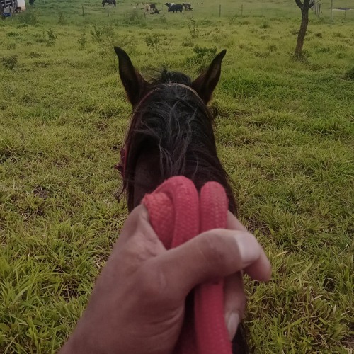 sertanejo’s avatar