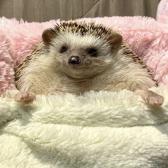 lovurhugs