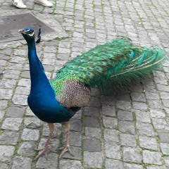 Peafowl