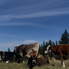 Gänsli