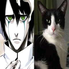 лапка🐈‍⬛