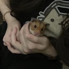 Hamster