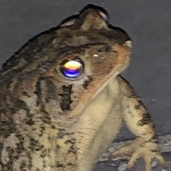 logab