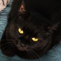 tata.schwarz
