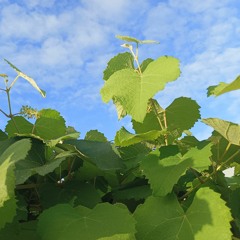 a vinebranch