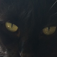Chat Noir