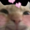 petezxhut