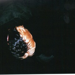 angelus suevicus