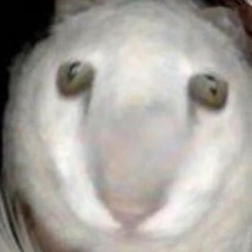 Dueyourbut S Stream