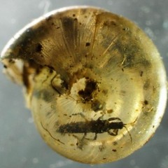 caracol