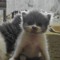 Lucky Lubis
