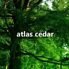 Atlas Cedar