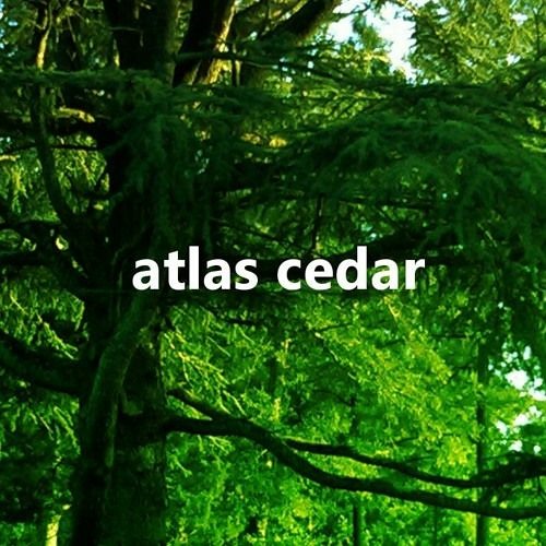 Atlas Cedar’s avatar