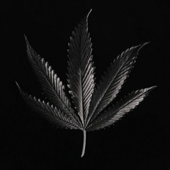 BLACK HAZE