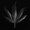 BLACK HAZE