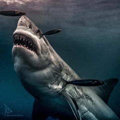 Stellarshark