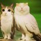 meowl