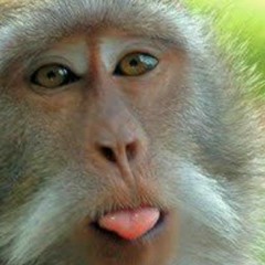 monkey