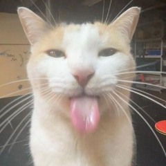 look at this cat lmao