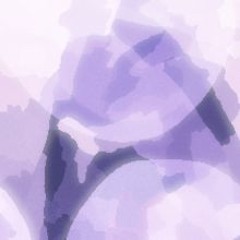 NovaDubz