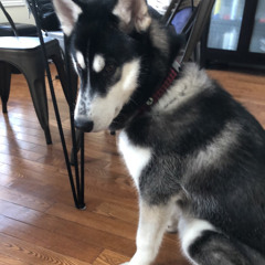 hi