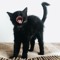goth kitty ⛈