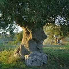 Tree.of.life