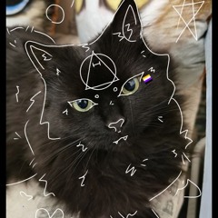 im a black norwegian forest cat