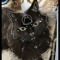 im a black norwegian forest cat