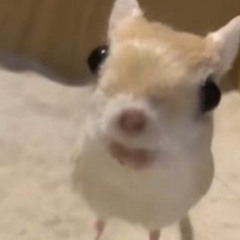 mouse