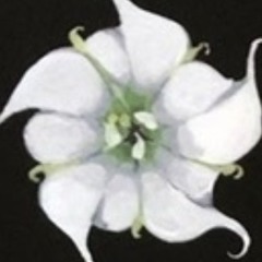 perspectiveofTHEEcat