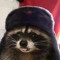 typical raccoon
