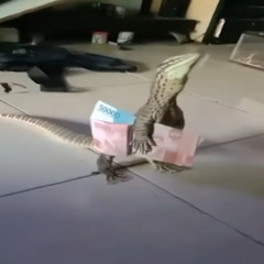 money gizard