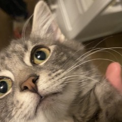 Pidi