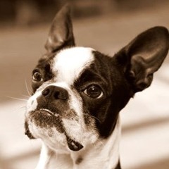 jack