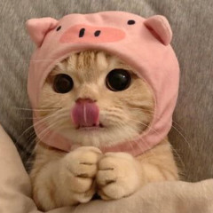 CatThecat62