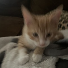 Zef