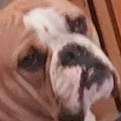Hund