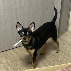 석이월드