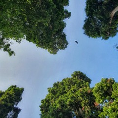 Norman Fajar Adiguna |