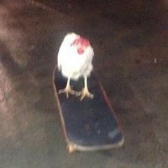 Chicken