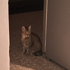 Qay-yüm