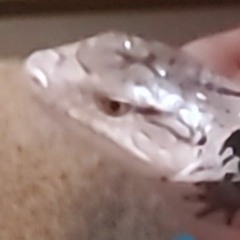 gojira the skink