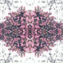 PcoxRfly826
