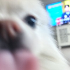 11따릉이피쉬테일 대장