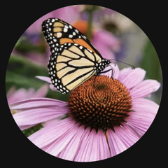 Butterfly Effects